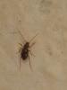 Troglophyes ludovici